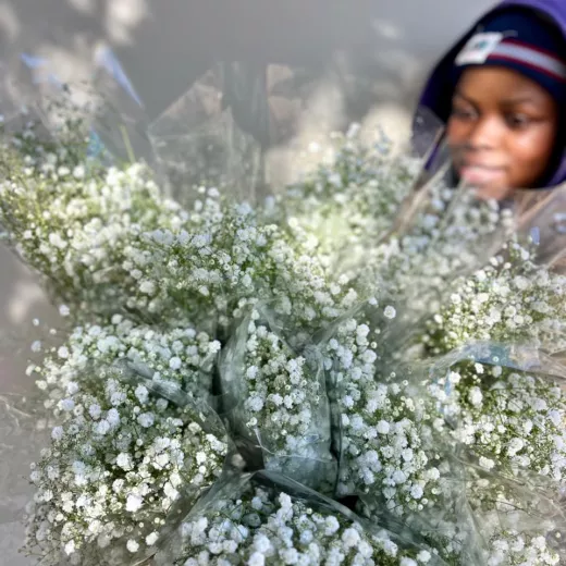 Gypsophila