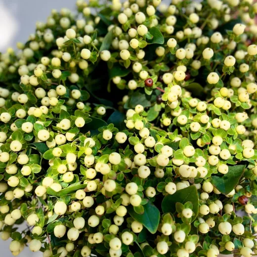 Hypericum White