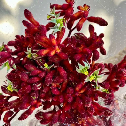 Kangaroo Paws Burgundy 