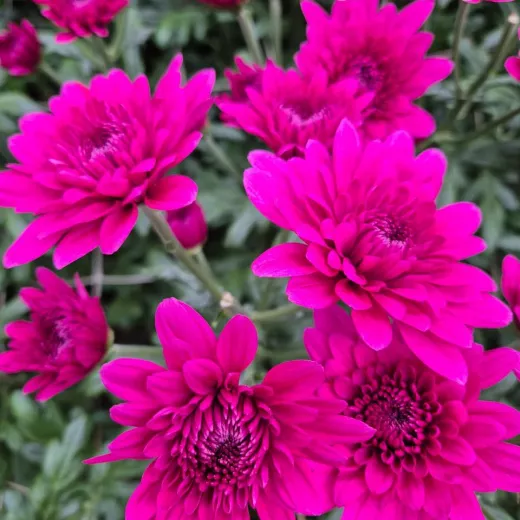 Lamira Pink