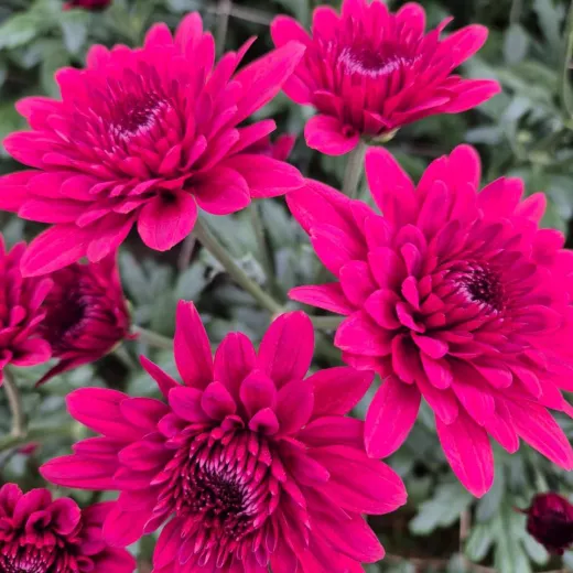 Lamira Red