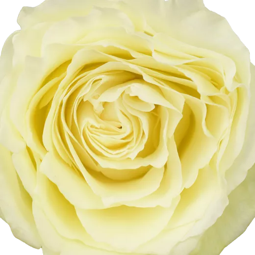 Lemon Swirl
