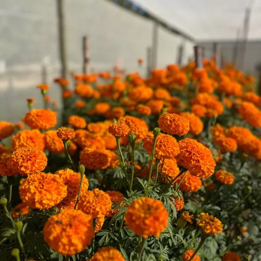 Marigold