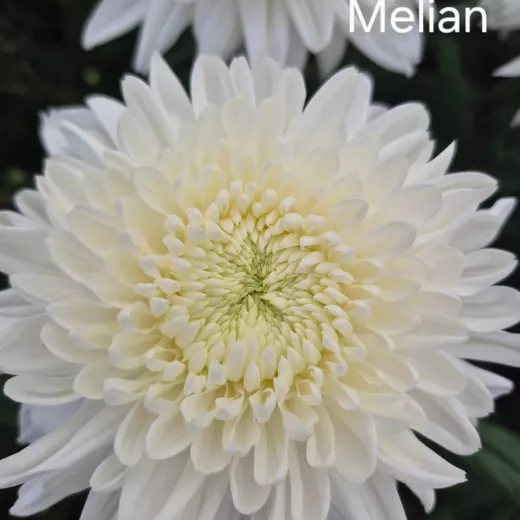 Melian
