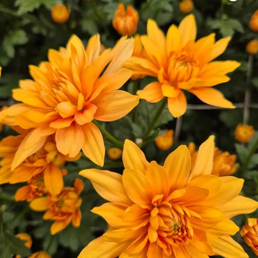 Pastela Orange