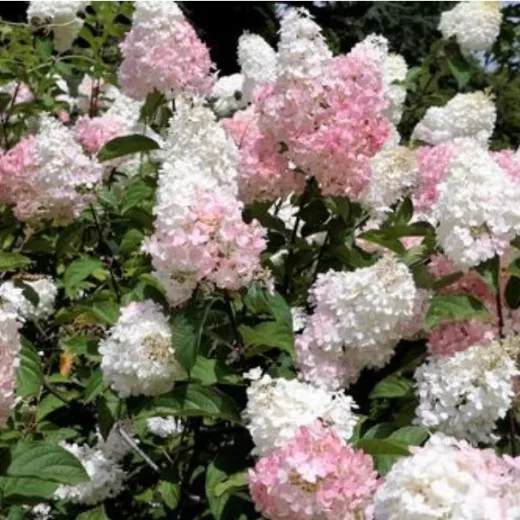 Phantom: Paniculata Hydrangea