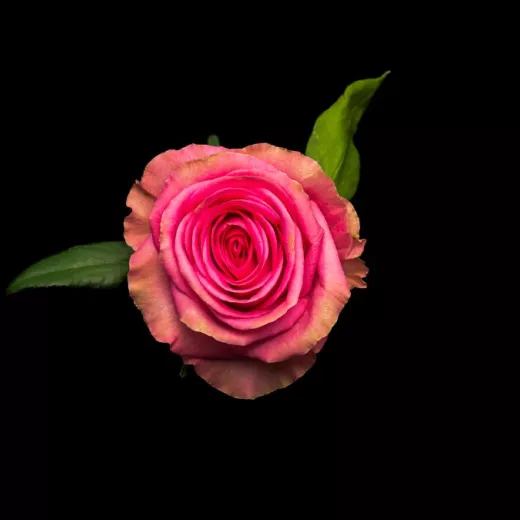 Pink Arrow