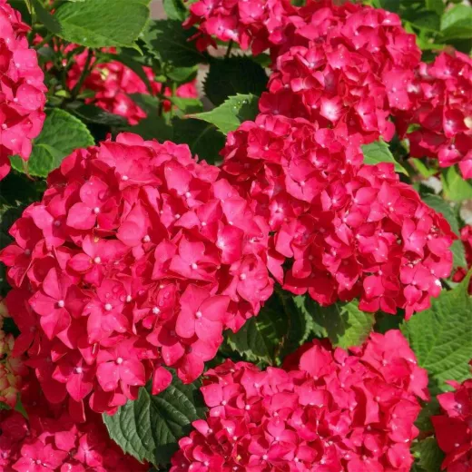 Red Baron Hydrangea
