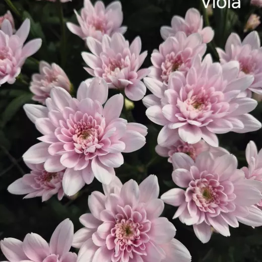 Viola