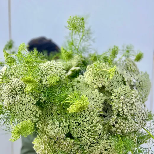 Ammi