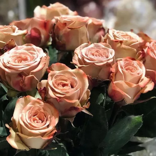Cappuccino Rose