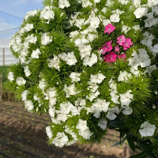 Dianthus White