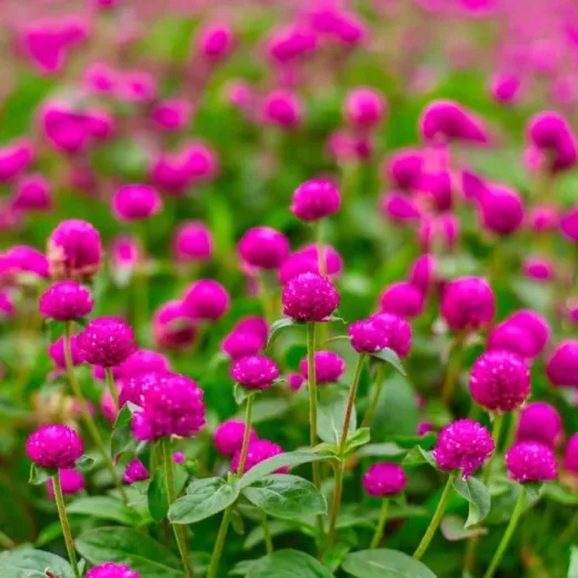 Gomphrena Cerise Pink