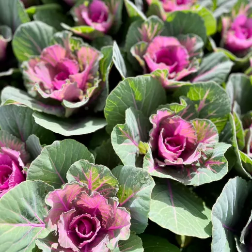 Kale Green & Pink