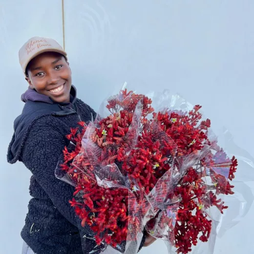Kangaroo Paw Burgundy