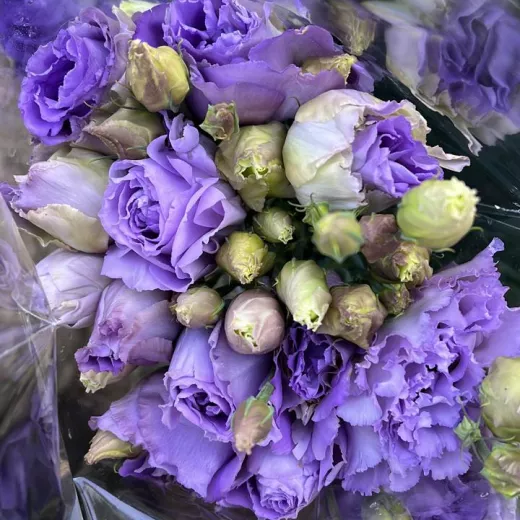 Lisianthus Lilac