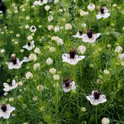 Nigella African Bride