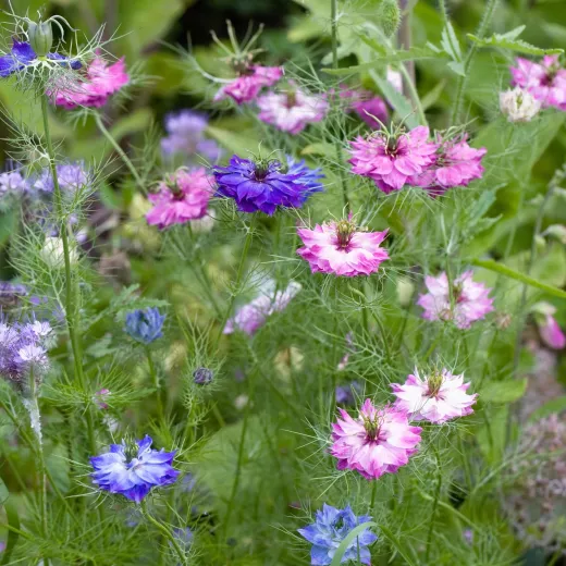 Nigella Persian Mix