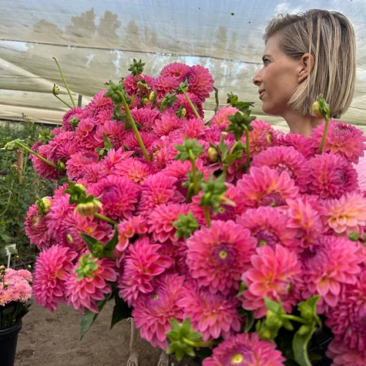 Pink Suffusion