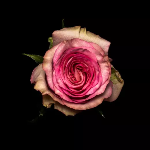 Pink Wave