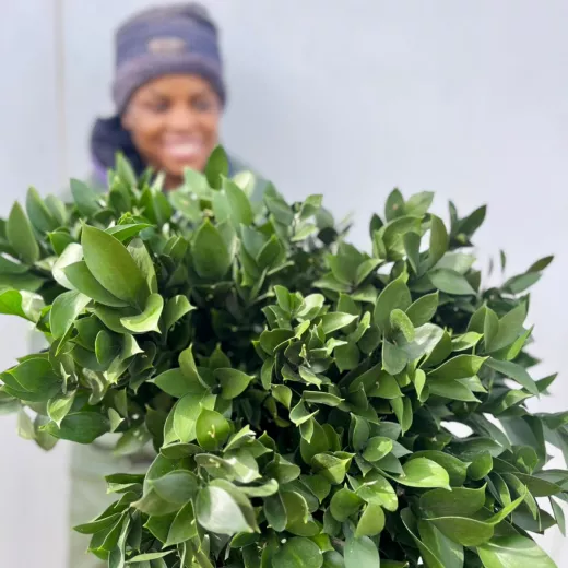 Ruscus 