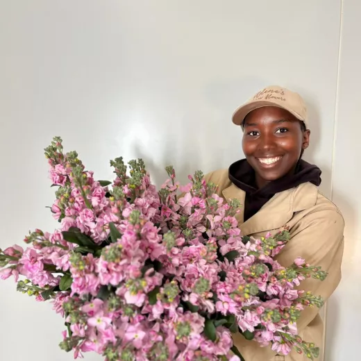 Stocks Light Pink 