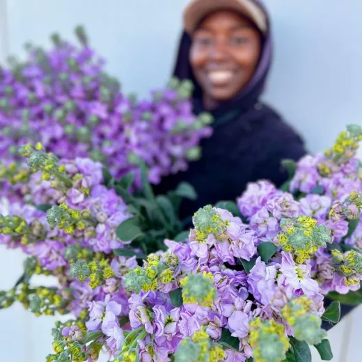 Stocks Lilac