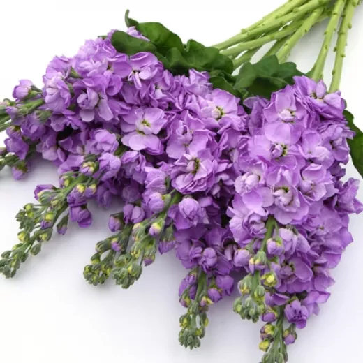Stocks Lilac