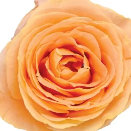 Apricot Swirl