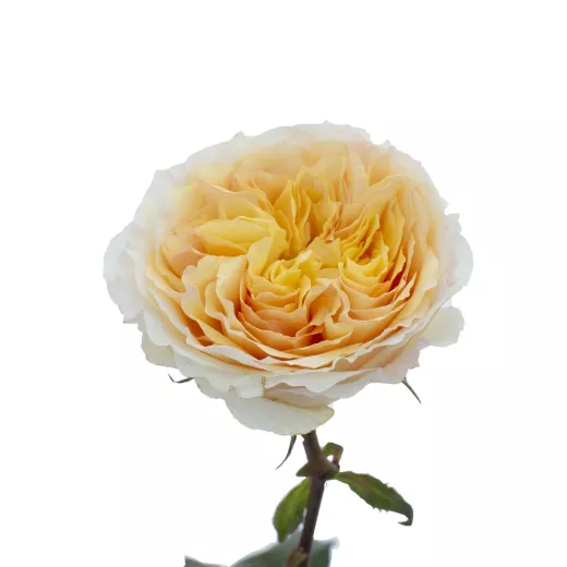 Beatrice: David Austin's: Wedding Rose