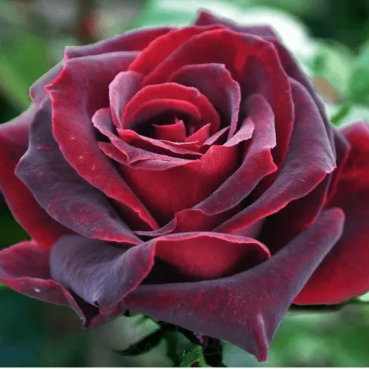 Black Baccara