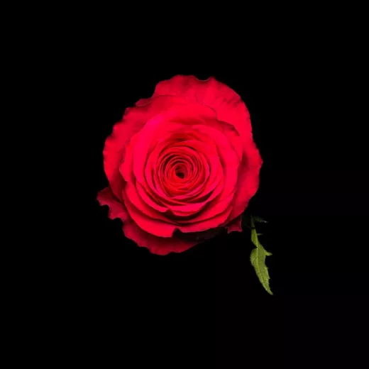Cherry Blaze