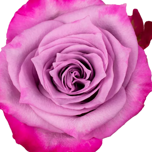 Deep Purple