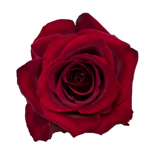 Ever Red