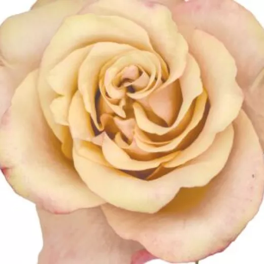 Honey Colorama