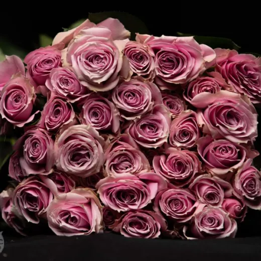 Lavender Irishka
