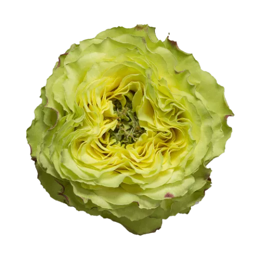 Lemon Zeste