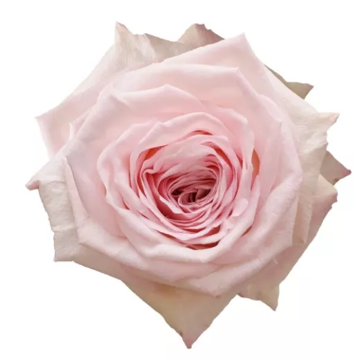 O'Hara Pink