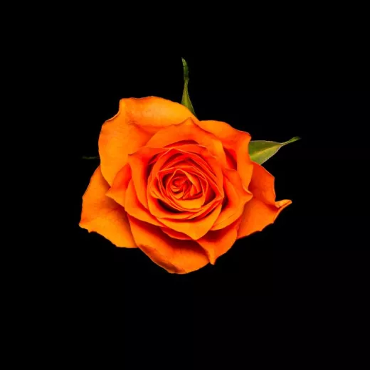 Orange Wave