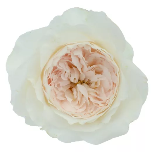 Purity