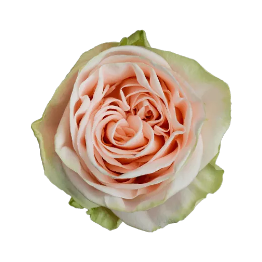 Wedding Rose