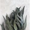 Eucalyptus - Pastel Black