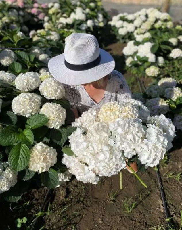 Hydrangea - Anouk