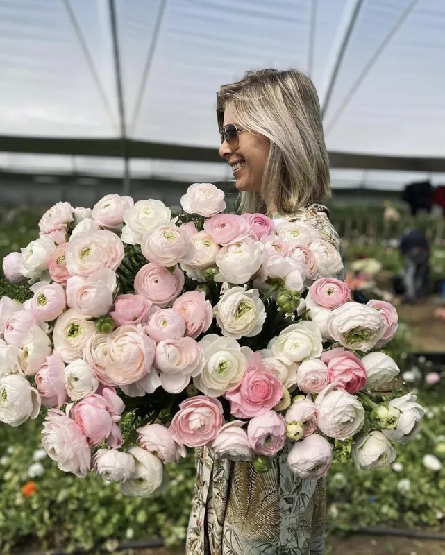 Ranunculus Blush