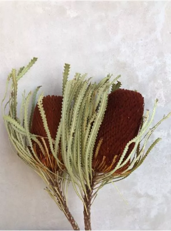 Banksia Terracotta