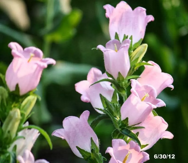 Campanula - Pink