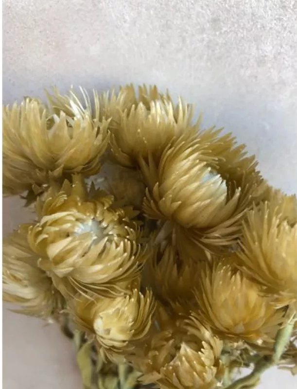 Capblumen Pastel Gold