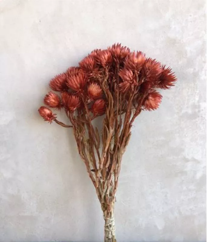 Capblumen Terracotta