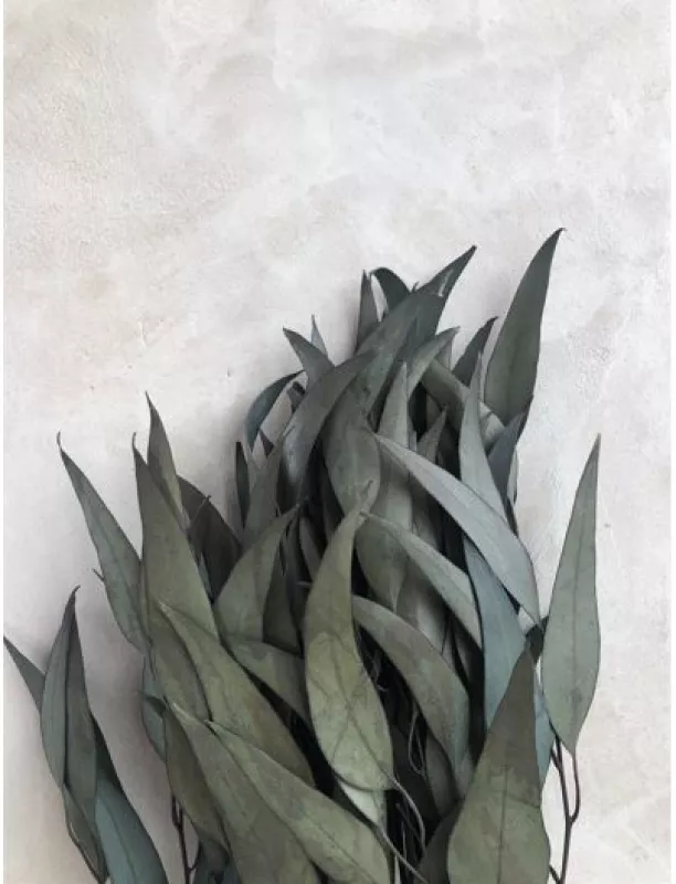 Eucalyptus - Pastel Black