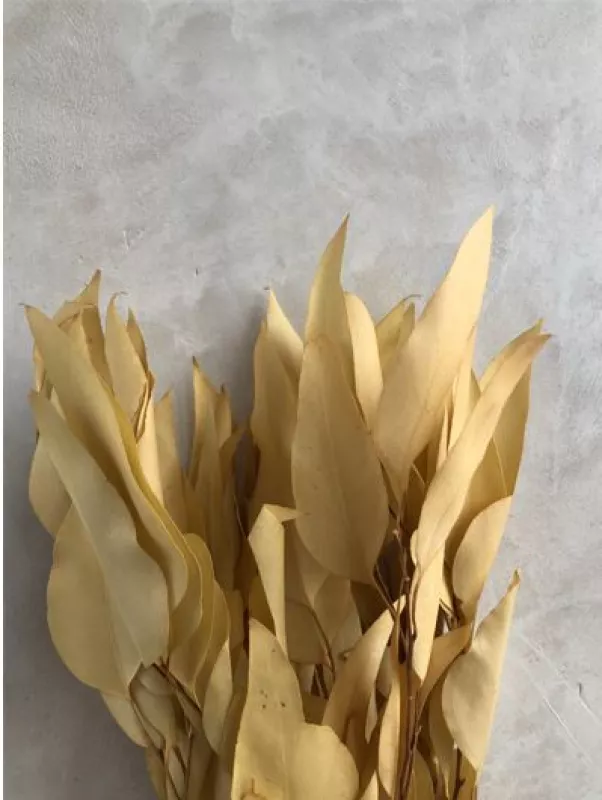 Eucalyptus - Pastel Gold